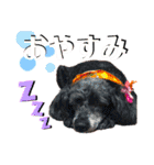 木内家の犬たち（個別スタンプ：4）