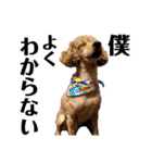 木内家の犬たち（個別スタンプ：5）