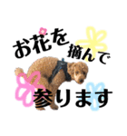 木内家の犬たち（個別スタンプ：6）
