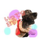 木内家の犬たち（個別スタンプ：7）