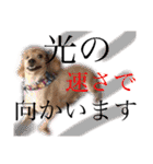 木内家の犬たち（個別スタンプ：9）
