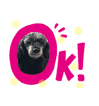 木内家の犬たち（個別スタンプ：10）