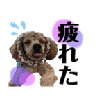 木内家の犬たち（個別スタンプ：12）