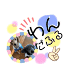 木内家の犬たち（個別スタンプ：13）