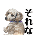 木内家の犬たち（個別スタンプ：14）
