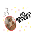 木内家の犬たち（個別スタンプ：16）