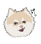 まめちゃ犬（個別スタンプ：11）