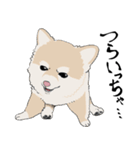 まめちゃ犬（個別スタンプ：15）