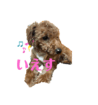 ゆうこむぎ（個別スタンプ：1）