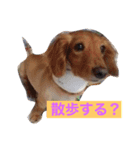 ばろるまんびまめ（個別スタンプ：2）