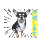 ばろるまんびまめ（個別スタンプ：3）