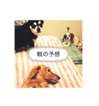 ばろるまんびまめ（個別スタンプ：5）