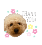 トイプードルのぷりん⭐︎1（個別スタンプ：4）