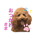 coronmalu♡（個別スタンプ：8）