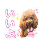 coronmalu♡（個別スタンプ：13）