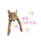 虎丸スタンプ 2（個別スタンプ：8）