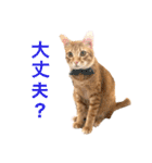 虎丸スタンプ 2（個別スタンプ：12）