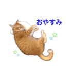 虎丸スタンプ 2（個別スタンプ：13）