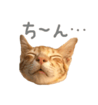 虎丸スタンプ 2（個別スタンプ：16）