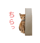 虎丸スタンプ 2（個別スタンプ：21）