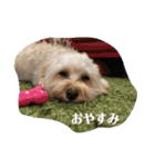 抹茶君スタンプ（個別スタンプ：3）