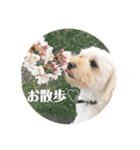 抹茶君スタンプ（個別スタンプ：4）