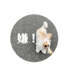 抹茶君スタンプ（個別スタンプ：7）