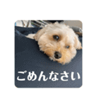 抹茶君スタンプ（個別スタンプ：10）