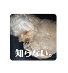 抹茶君スタンプ（個別スタンプ：11）