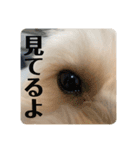 抹茶君スタンプ（個別スタンプ：12）