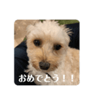 抹茶君スタンプ（個別スタンプ：17）