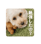 抹茶君スタンプ（個別スタンプ：20）