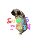 僕はパグです。（個別スタンプ：8）
