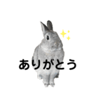 【日常用】もっちりうさぎのぺぺ（個別スタンプ：2）
