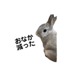 【日常用】もっちりうさぎのぺぺ（個別スタンプ：3）