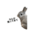 【日常用】もっちりうさぎのぺぺ（個別スタンプ：4）