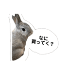 【日常用】もっちりうさぎのぺぺ（個別スタンプ：5）
