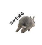 【日常用】もっちりうさぎのぺぺ（個別スタンプ：6）