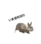 【日常用】もっちりうさぎのぺぺ（個別スタンプ：7）