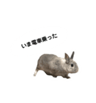 【日常用】もっちりうさぎのぺぺ（個別スタンプ：8）