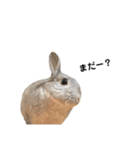【日常用】もっちりうさぎのぺぺ（個別スタンプ：11）