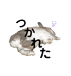 【日常用】もっちりうさぎのぺぺ（個別スタンプ：13）
