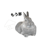 【日常用】もっちりうさぎのぺぺ（個別スタンプ：14）