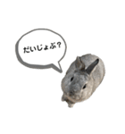 【日常用】もっちりうさぎのぺぺ（個別スタンプ：22）