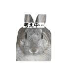【日常用】もっちりうさぎのぺぺ（個別スタンプ：26）