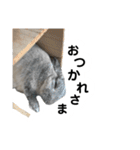 【日常用】もっちりうさぎのぺぺ（個別スタンプ：31）
