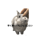【日常用】もっちりうさぎのぺぺ（個別スタンプ：32）
