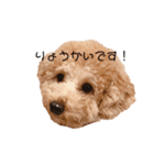 プードルのスタンプです（個別スタンプ：8）