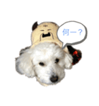 うちのマッシュ犬（個別スタンプ：1）