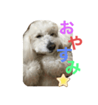 うちのマッシュ犬（個別スタンプ：3）